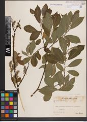Foto von Salix cinerea L.